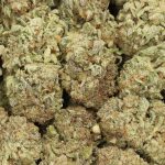 Lemon Haze cannabis