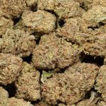 Lemon Kush cannabis