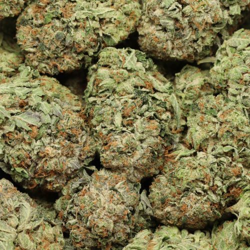 Master Kush cannabis wholesale