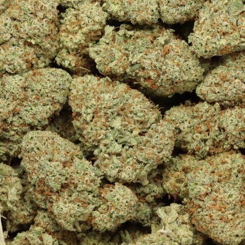 Mimosa cannabis