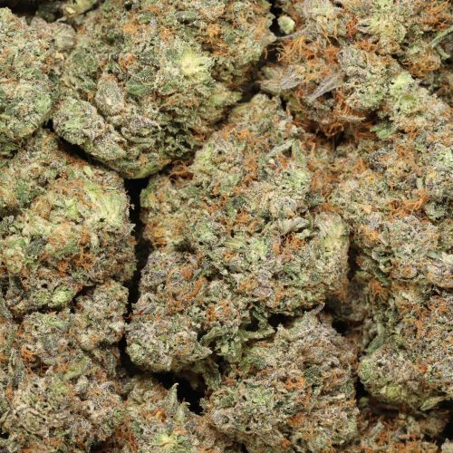 Pink Chapo LSO craft cannabis