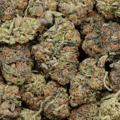 Purple Banner cannabis