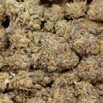 Purple Goo cannabis