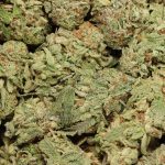 Red Congolese cannabis