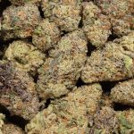 Stankasaurus cannabis