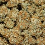 Strawberry Cough cannabis