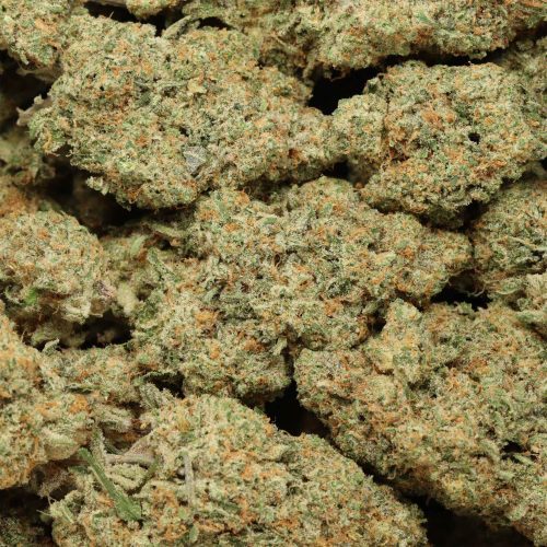 Tropicanna Banana cannabis