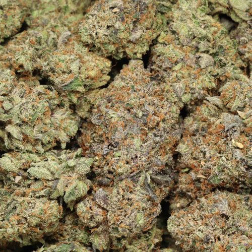 Tuna Kush strain cannabis
