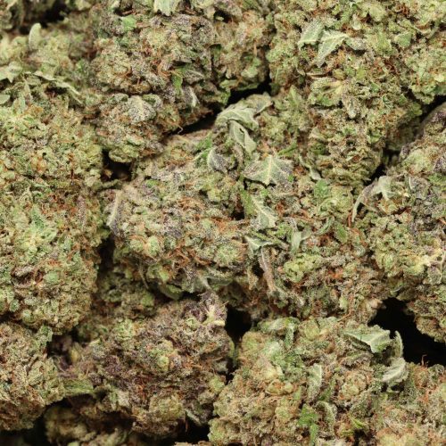 Violator Kush cannabis