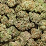 White Fire OG cannabis