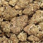 Sundae Float cannabis
